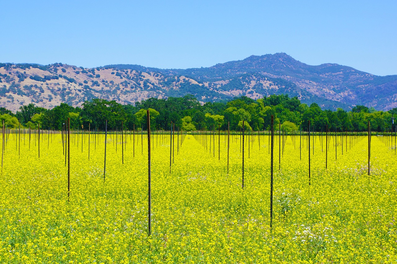 Le vignoble Louis M. Martini dans la vallée de Napa - Saint Helena | Secret World Trip Planner