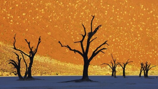 The Dead Vlei, A Frozen Forest In The Desert — Sossusvlei