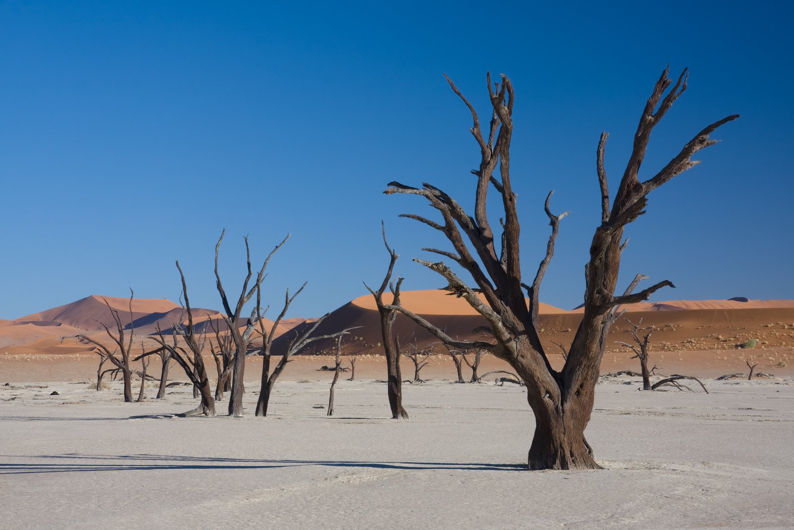 The Dead Vlei, A Frozen Forest In The Desert - Sossusvlei | Secret World Trip Planner