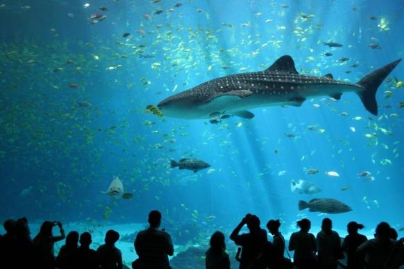 L'aquarium de Vancouver — Vancouver