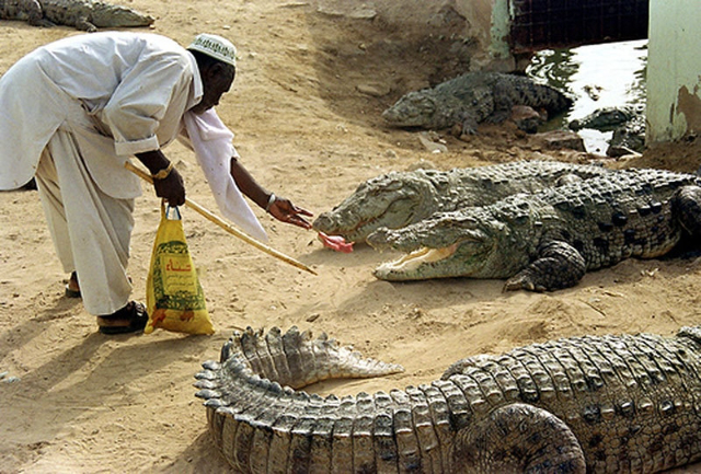 Mangho Pir, maison des crocodiles - Karachi | Secret World Trip Planner