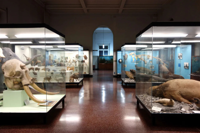 Naturhistorisk museum Giacomo Doria - Genova | Secret World Trip Planner