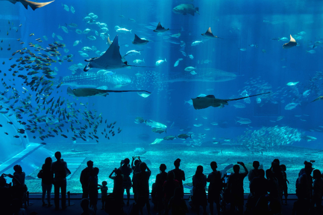 Mondo sommerso di Qingdao, - Qing Dao Shi | Secret World Trip Planner