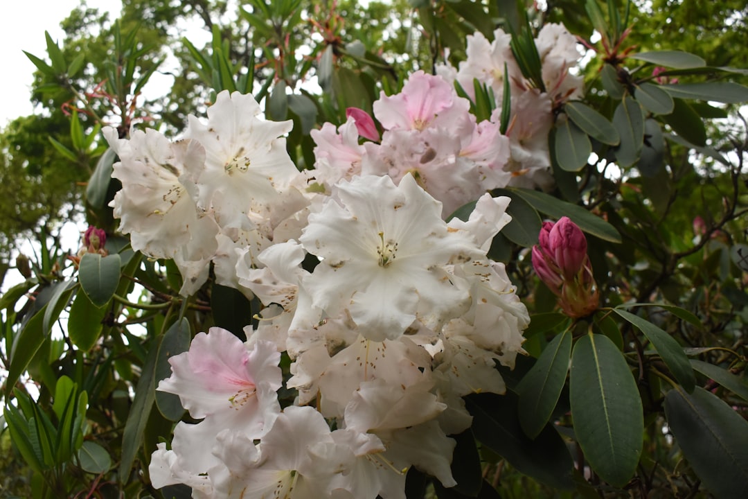 Richmond: Isabella Ladang - Richmond | Secret World Trip Planner