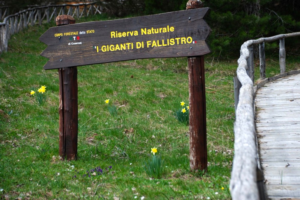 The Giants of Sila - Spezzano della Sila | Secret World Trip Planner