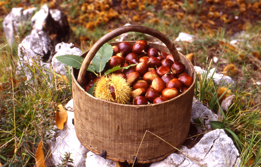 Montella chestnut PGI. - Montella | Secret World Trip Planner