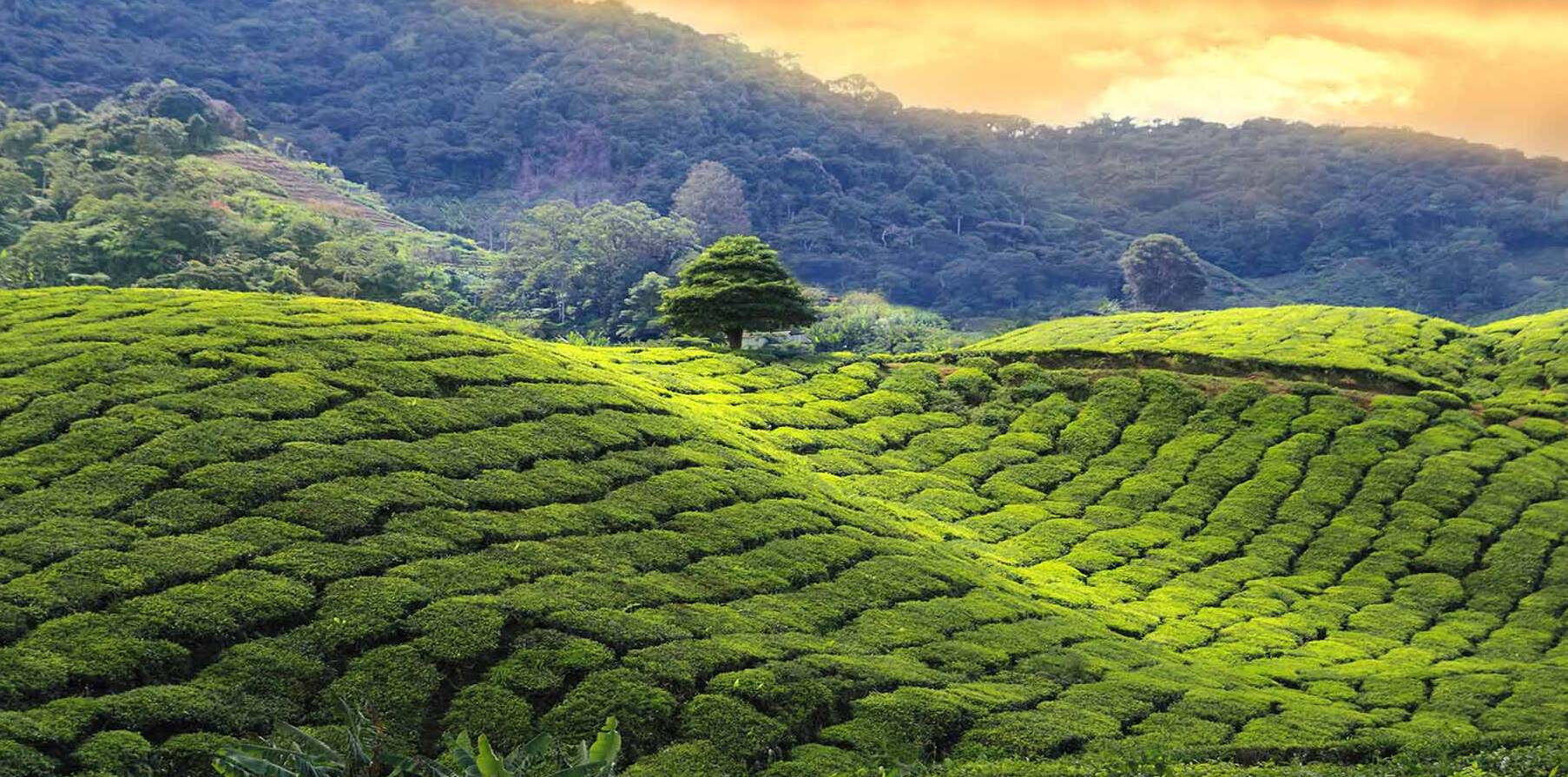 Darjeeling, le thé au champagne — Darjeeling