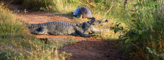 Parc national de Wilpattu | Secret World Trip Planner