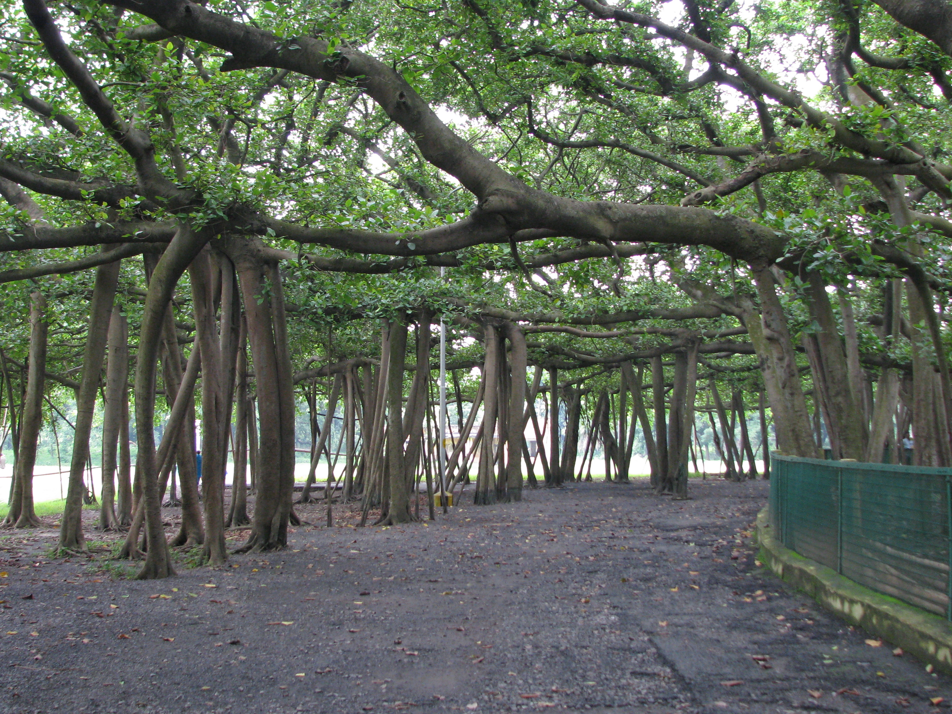 Veliki banyan stablo u Botaničkom vrtu Bose  - Howrah | Secret World Trip Planner