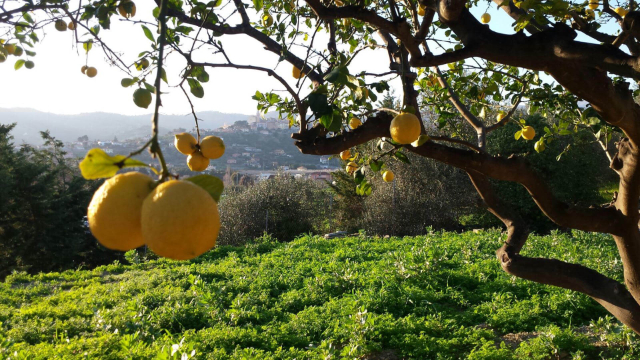 Llimones de Ventimiglia - Ventimiglia | Secret World Trip Planner