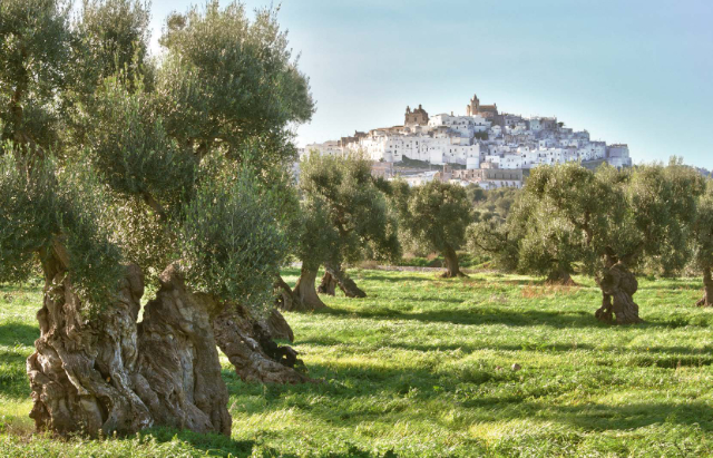 The oil of Ostuni - Ostuni | Secret World Trip Planner