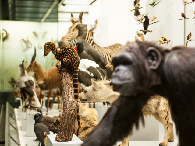 Zoologisches Museum, Universität Zürich - Zürich | Secret World Trip Planner