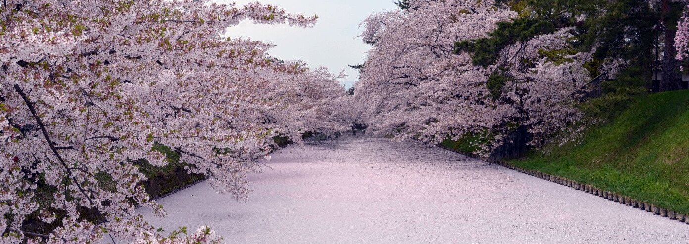 Hirosaki Park is one of Japan's best cherry blossom spots — ???