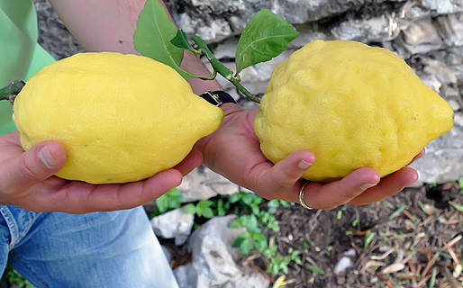 Citron d'Amalfi - Amalfi | Secret World Trip Planner
