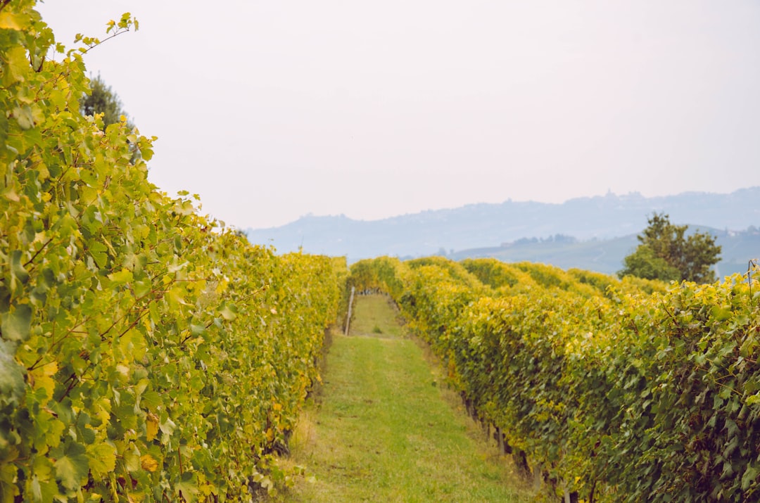 Discover the Langhe: A Journey Through Barolo & Barbaresco - Langhe | Secret World Trip Planner