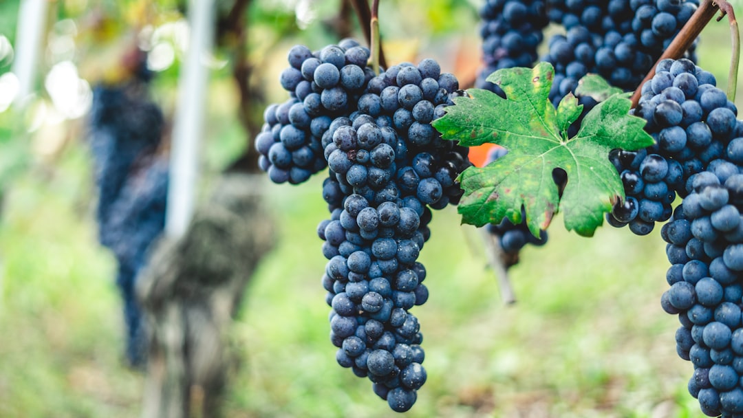 Descubra as Langhe: viagem entre Barolo e Barbaresco - Langhe | Secret World Trip Planner