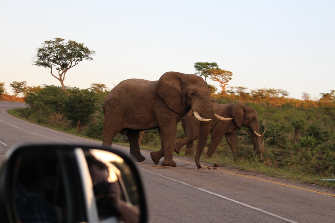 Skukuza: Un Paradiso della Biodiversità in Sudafrica - Skukuza | Secret World Trip Planner