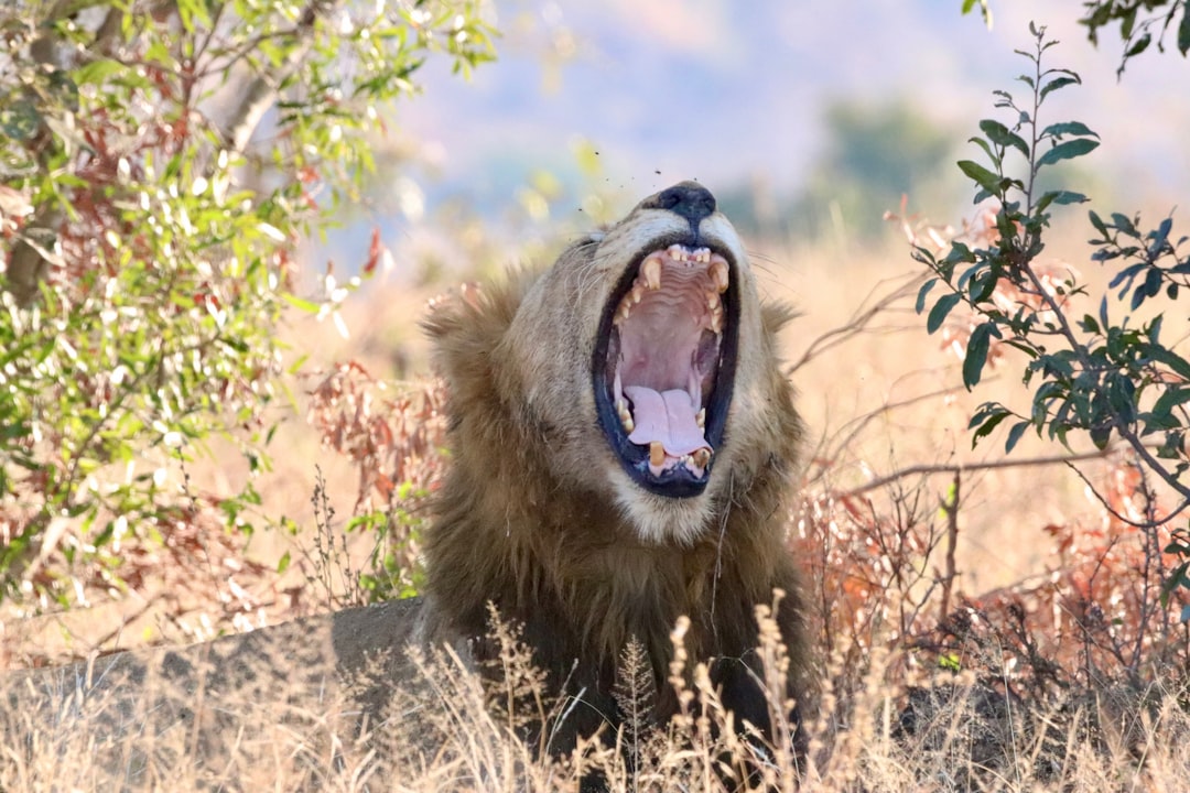 Skukuza: Ein Paradies der Biodiversität in Südafrika - Skukuza | Secret World Trip Planner