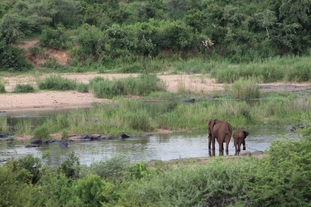 Skukuza : Un Paradis de Biodiversité en Afrique du Sud - Skukuza | Secret World Trip Planner