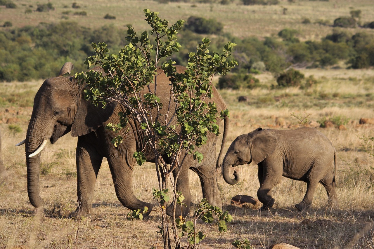 Itinerario Savannah 2026 con AI: La Guida Perfetta - Savannah | Secret World Trip Planner