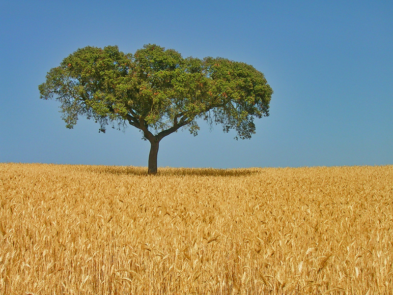 Weekend a Alentejo con Secret World: La tua guida perfetta - Alentejo | Secret World Trip Planner