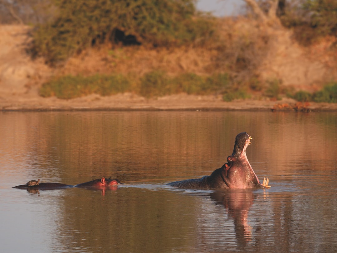 Come visitare Kruger Park con Secret World nel 2026 - Kruger Park | Secret World Trip Planner