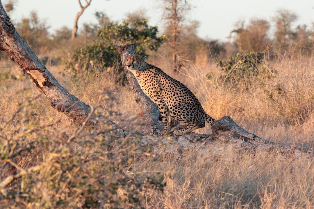 Come visitare Kruger Park con Secret World nel 2026 - Kruger Park | Secret World Trip Planner