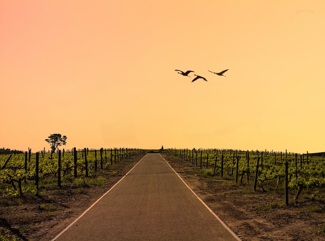 Perfect Stellenbosch Itinerary with AI in 2026 - Stellenbosch | Secret World Trip Planner