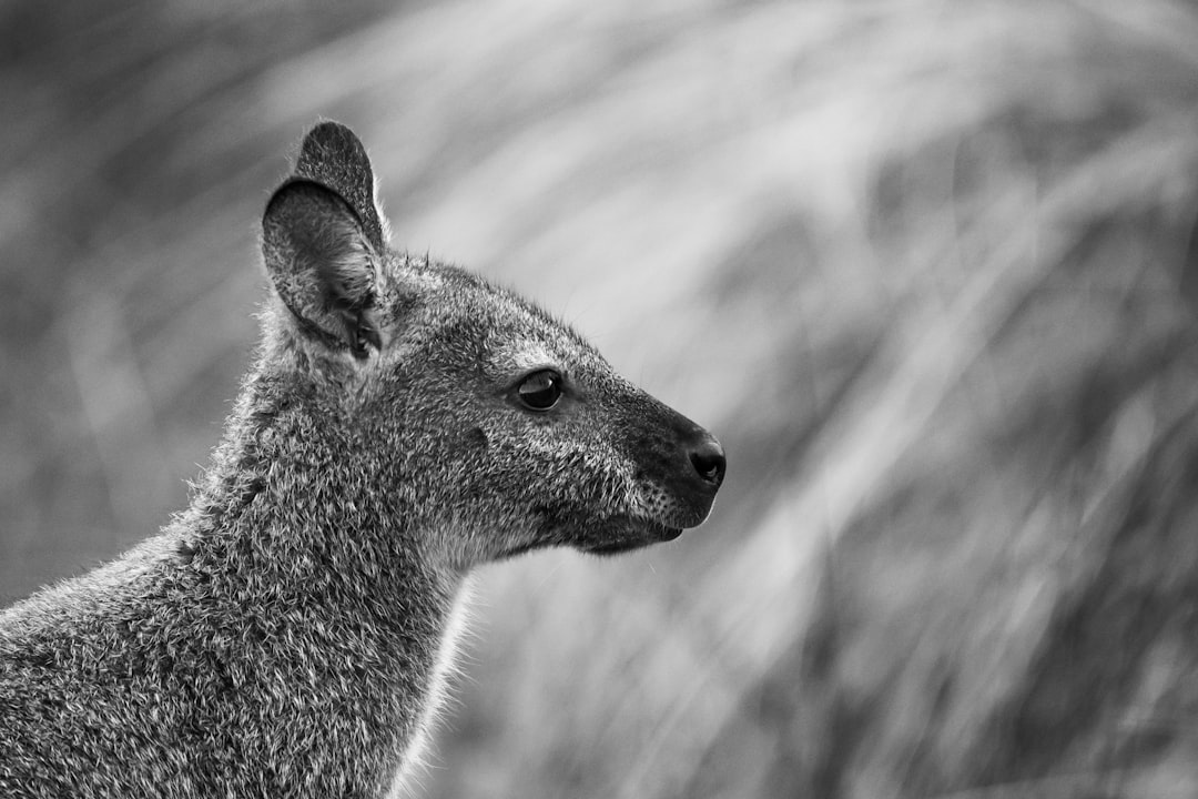 Wanderlog Alternatives for Kangaroo Island 2026: Discover Secret World - Kangaroo Island | Secret World Trip Planner