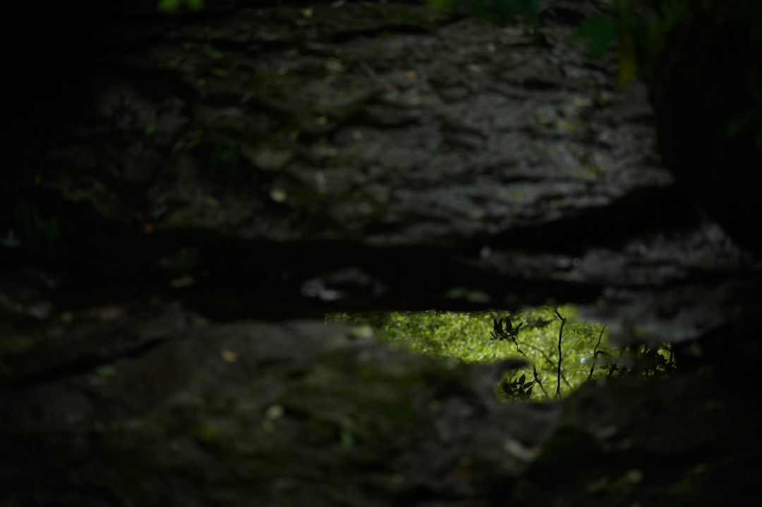 Le Magiche Grotte di Waitomo: Un Gioco di Luce e Ombre - 39 Waitomo Village Road | Secret World Trip Planner