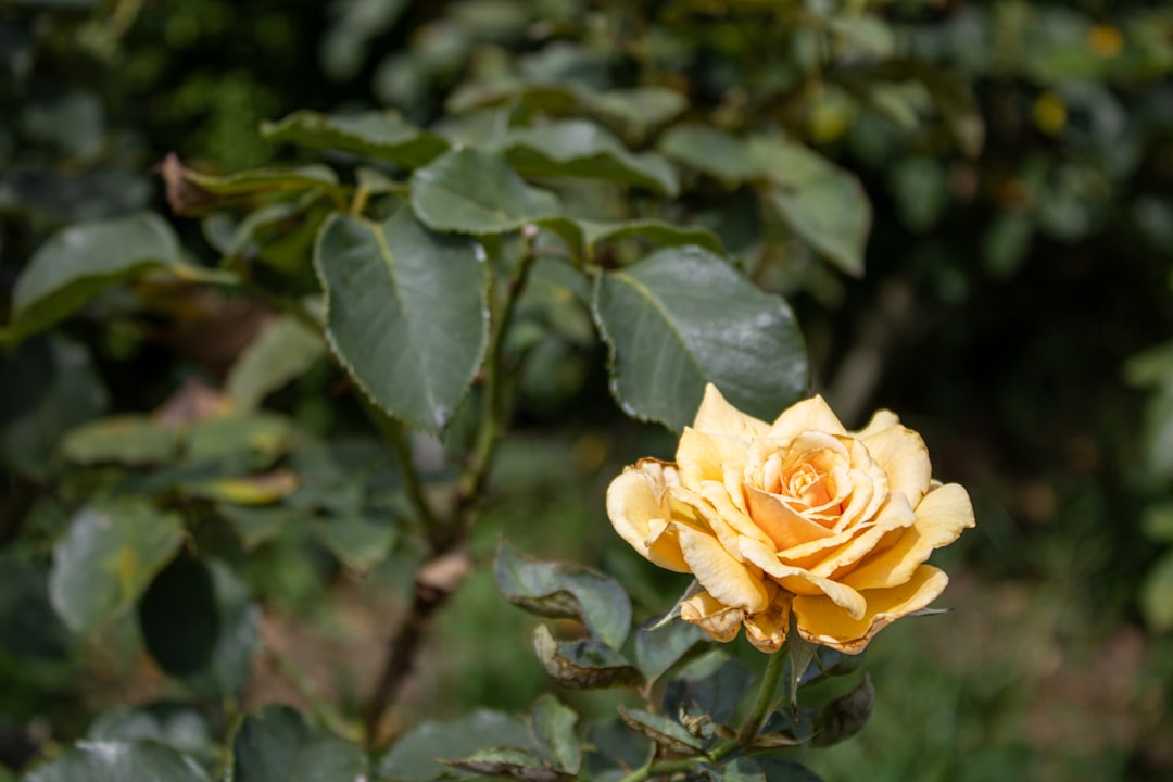 Entdeckung des Shinjuku Gyoen Nationalgartens - Shinjuku City | Secret World Trip Planner