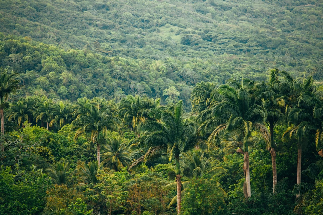 Die Magie des Amazonaswaldes Entdecken - Codajás - Amazonas | Secret World Trip Planner