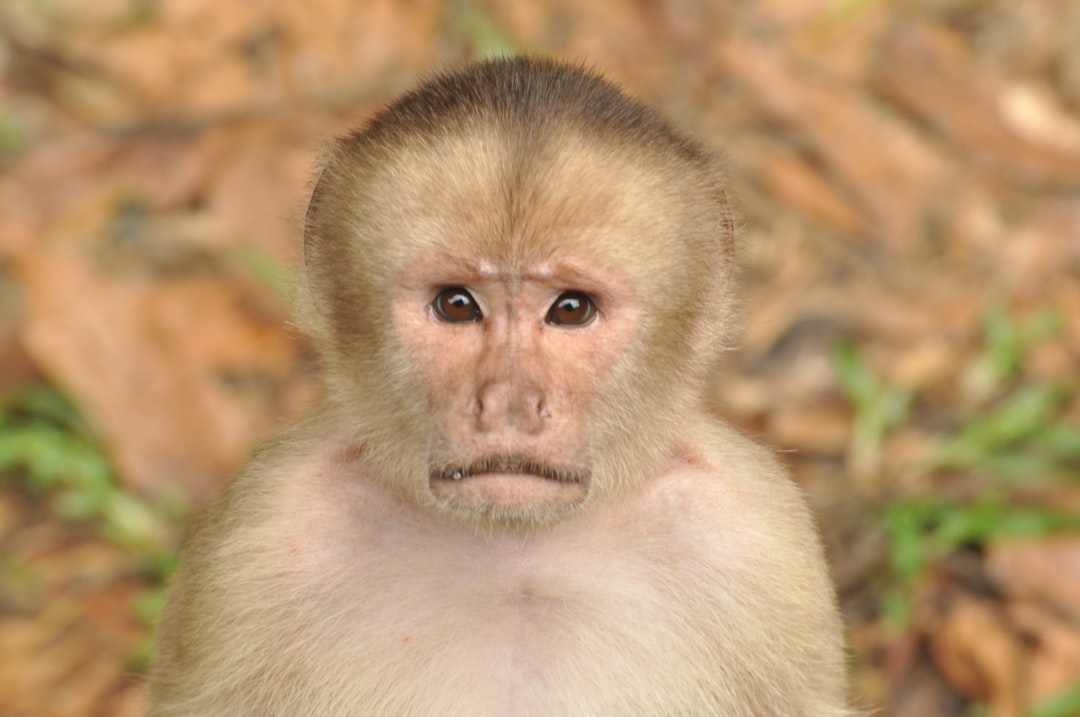Die Magie des Amazonaswaldes Entdecken - Codajás - Amazonas | Secret World Trip Planner