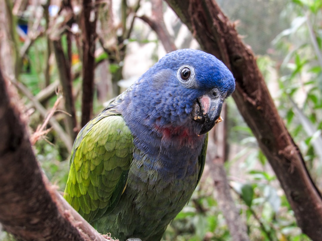 Entdecken Sie den Parque de Aves Exoticas in Ecuador - Puyo | Secret World Trip Planner