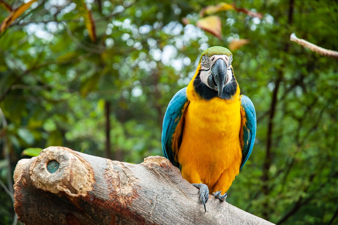 Découvrez le Parque de Aves Exoticas en Équateur — Puyo