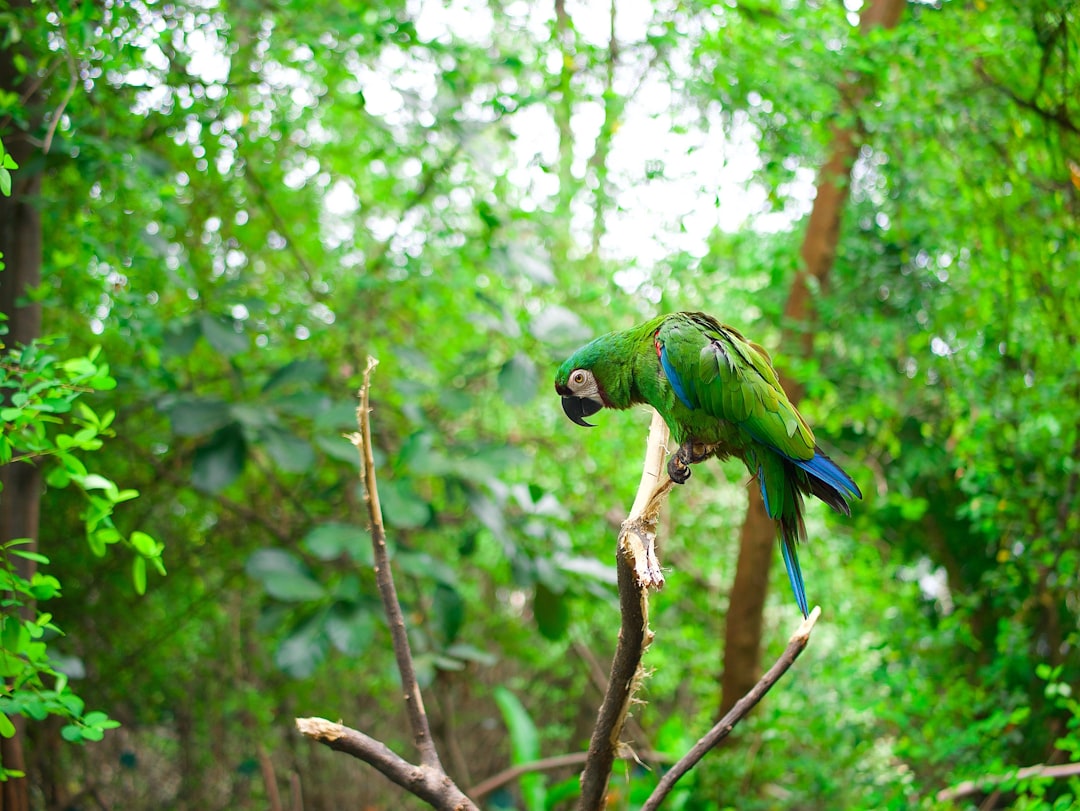 Découvrez le Parque de Aves Exoticas en Équateur - Puyo | Secret World Trip Planner