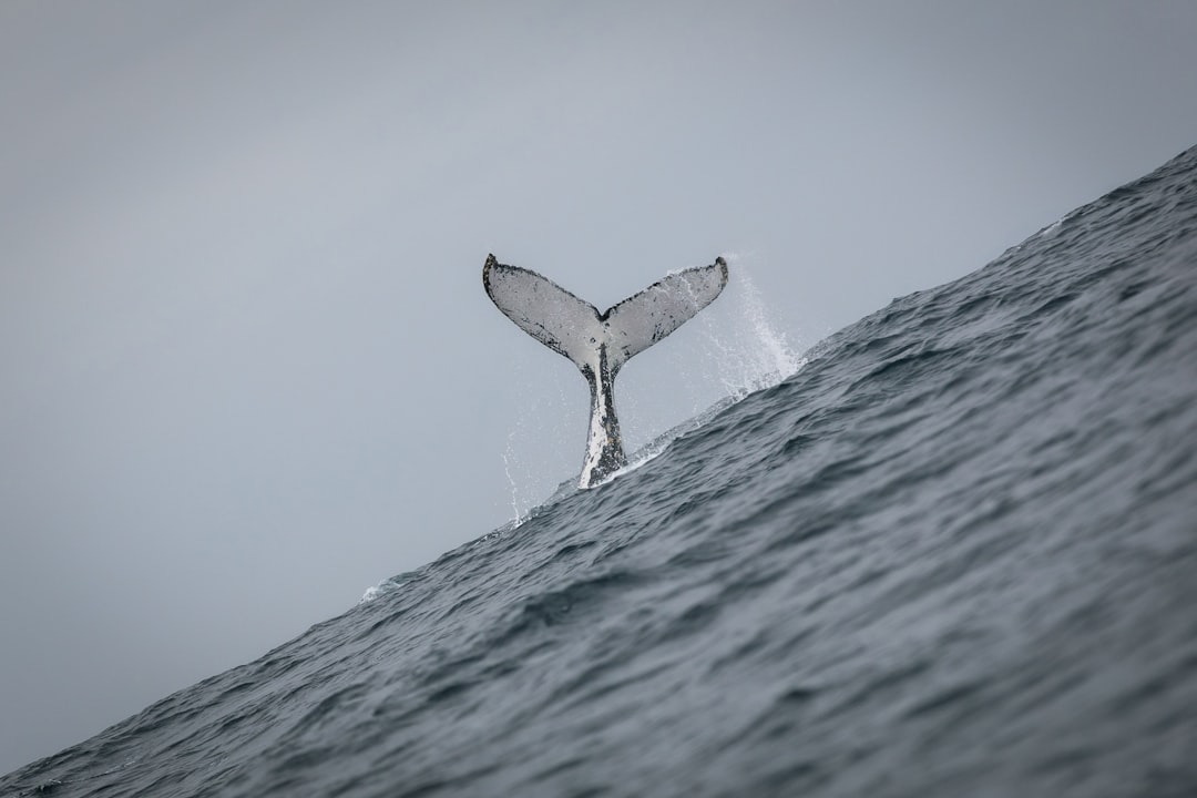 Scopri Punta Ballena: Un Paradiso Naturale in Ecuador - Jama | Secret World Trip Planner