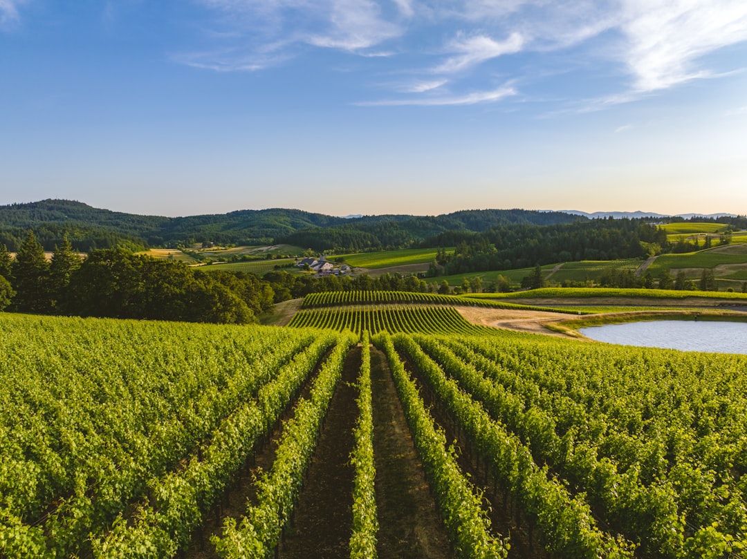 Willamette Valley: Il Paradiso del Pinot Noir - Willamette Valley | Secret World Trip Planner