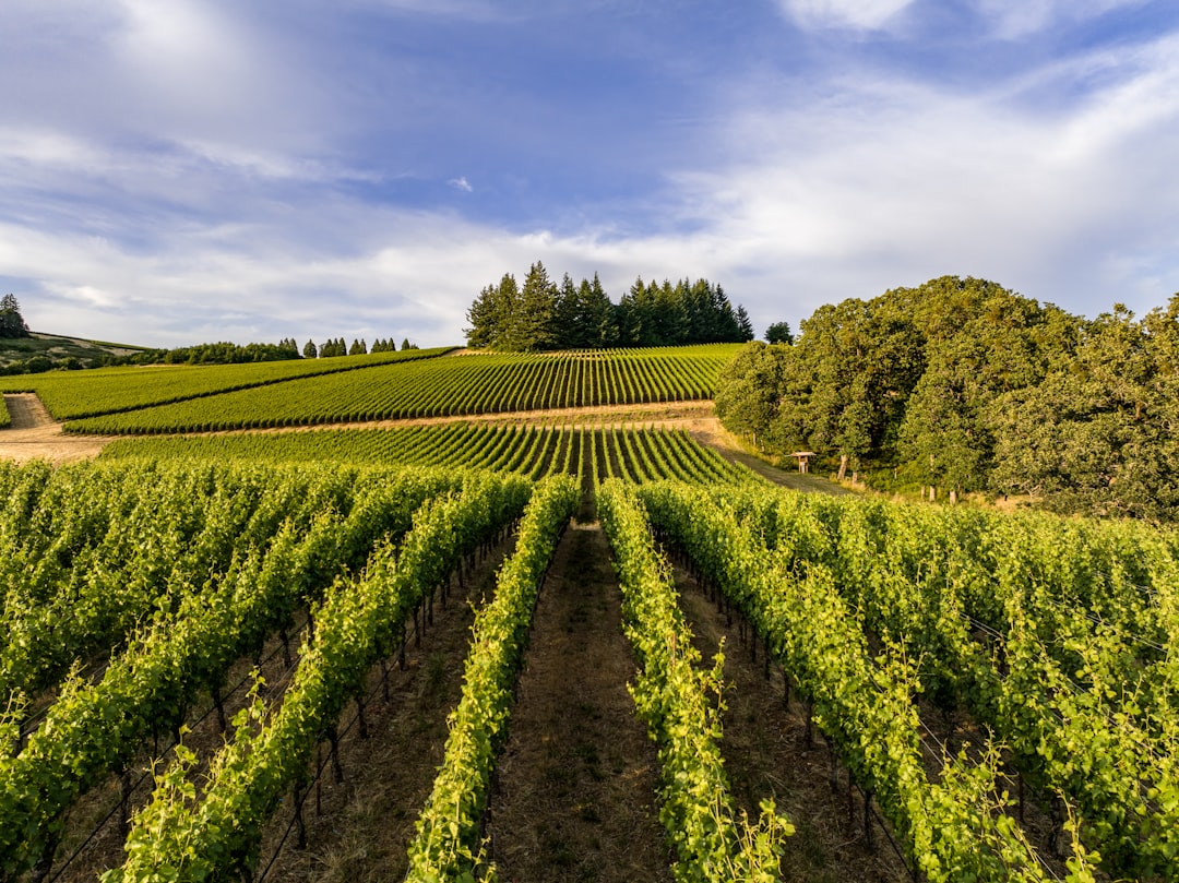 Willamette Valley: Il Paradiso del Pinot Noir - Willamette Valley | Secret World Trip Planner