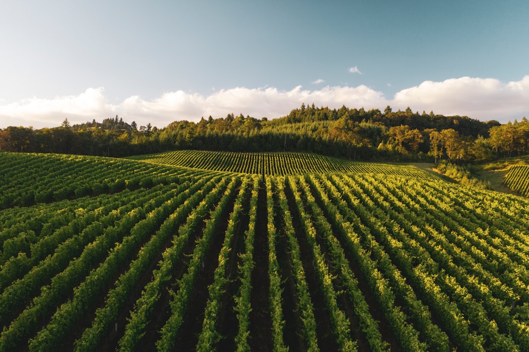 Willamette Valley: The Pinot Noir Paradise - Willamette Valley | Secret World Trip Planner