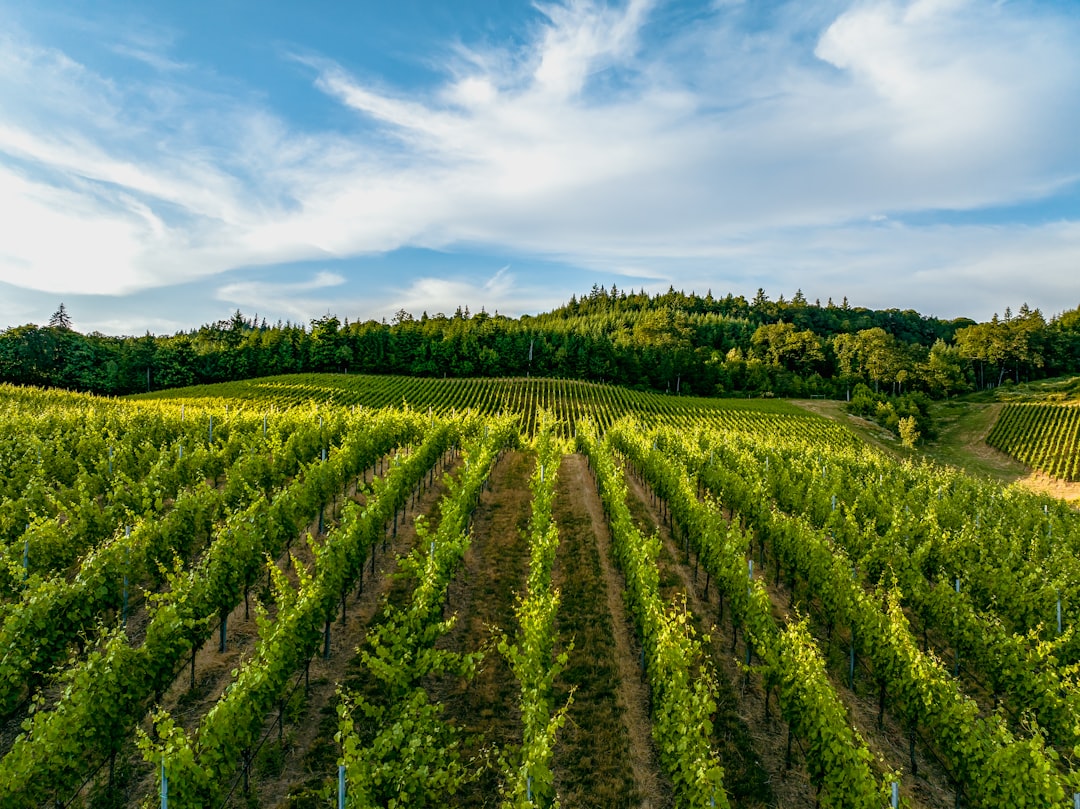 Willamette Valley: The Pinot Noir Paradise - Willamette Valley | Secret World Trip Planner