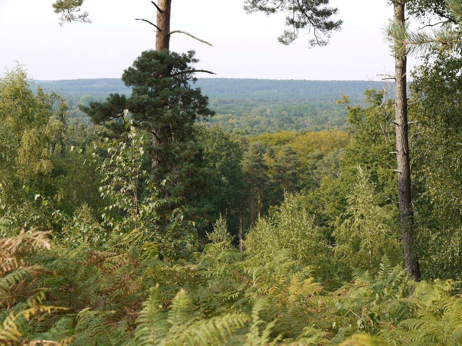 Découvrez la magique Forêt de Rambouillet : un trésor naturel - Rambouillet | Secret World Trip Planner