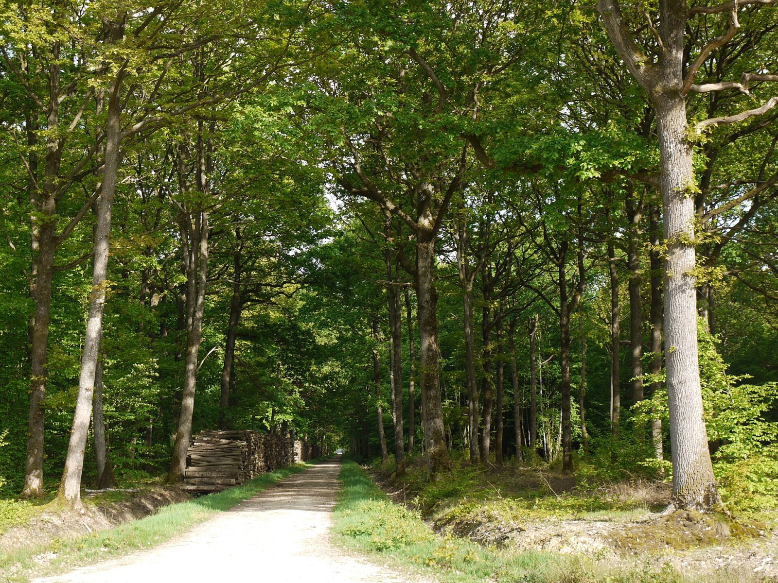 Découvrez la magique Forêt de Rambouillet : un trésor naturel - Rambouillet | Secret World Trip Planner