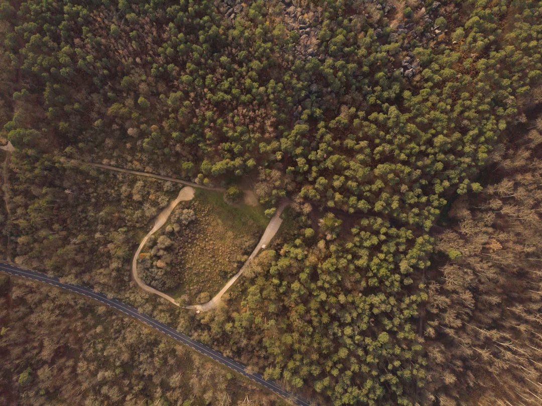 Scopri la Forêt de Fontainebleau: un angolo di natura in Francia — Fontainebleau