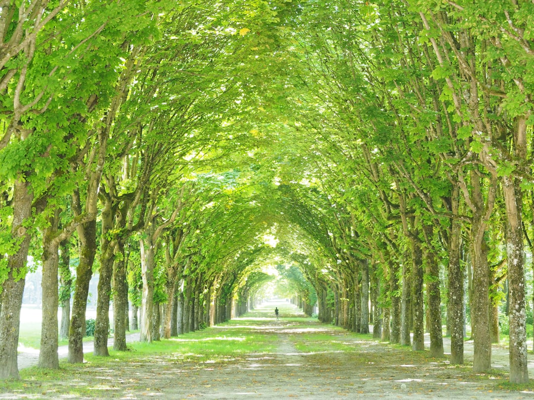 Scopri la Forêt de Fontainebleau: un angolo di natura in Francia - Fontainebleau | Secret World Trip Planner