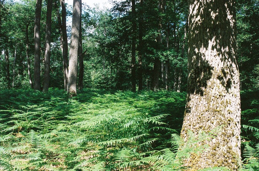 Discover the Forêt de Fontainebleau: a Natural Gem in France - Fontainebleau | Secret World Trip Planner