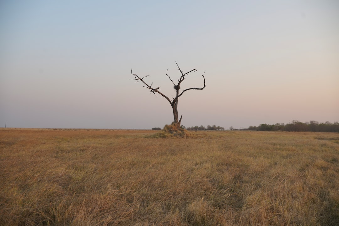 Maun: Das Grüne Herz des Okavango-Deltas - Maun | Secret World Trip Planner