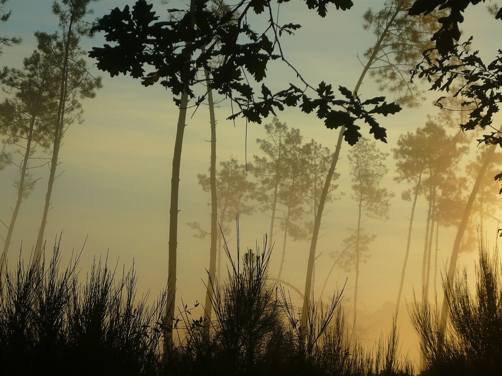 Explore the Forêt des Landes: Nature and Adventure in France - Sainte-Mère | Secret World Trip Planner