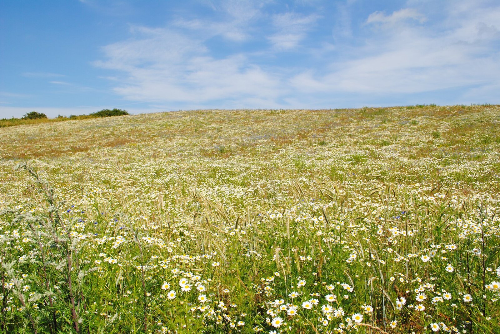 Faarbjerg: Discover the Mysterious Tumulus of Denmark - Hylke Møllevej 2 | Secret World Trip Planner