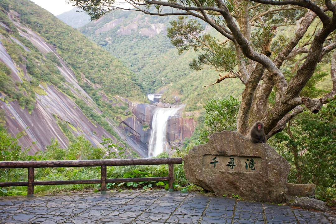 Scopri Yakushima: un gioiello naturale del Giappone - Yakushima | Secret World Trip Planner